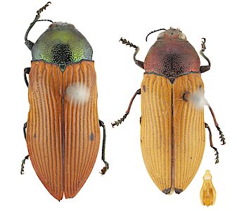 Castiarina guttata, SAMA 25-017943 & SAMA 25-017944, female and male, Reed Beds, SL, photo by Peter Lang for SA Museum